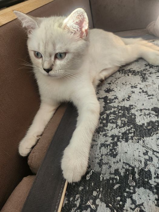 Котенок породистый 2.5 мес