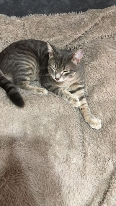 Отдам котика в добрые руки