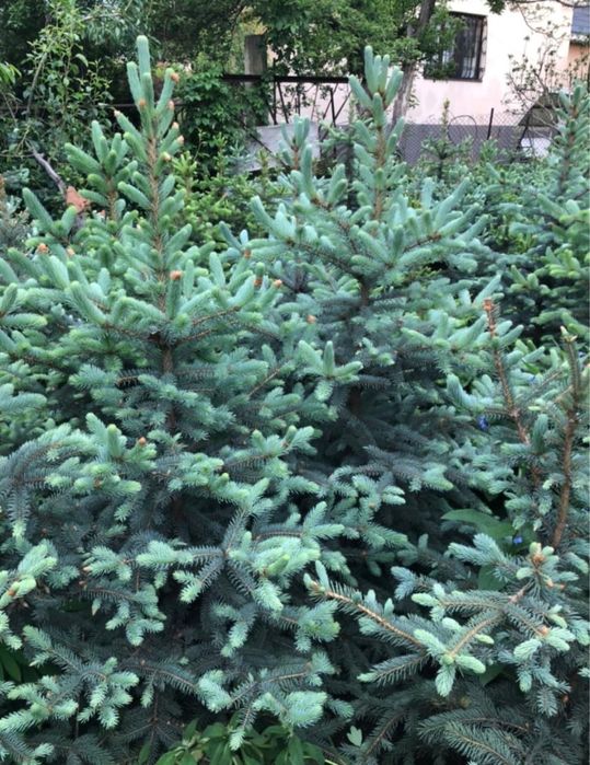 Саженцы ёлка Алматы