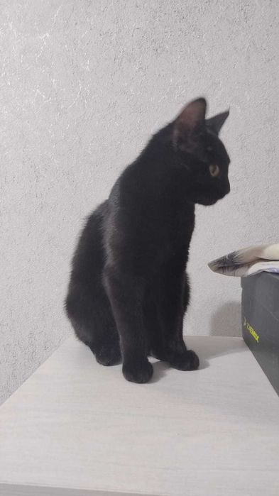 кошечка ищет дом