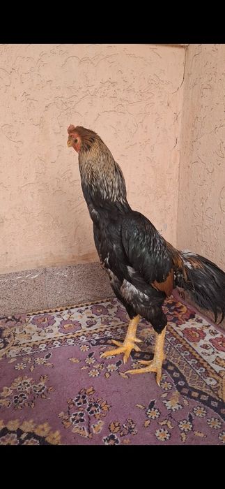 Бойцов, дакан. Шамо