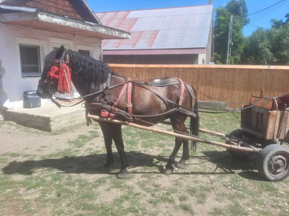 Vand iapa de 9 ani si manza de 1.4 luni.