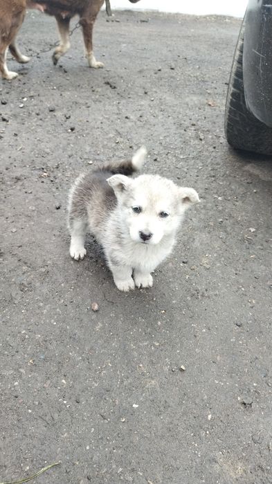 Отдам щенят в добрые руки