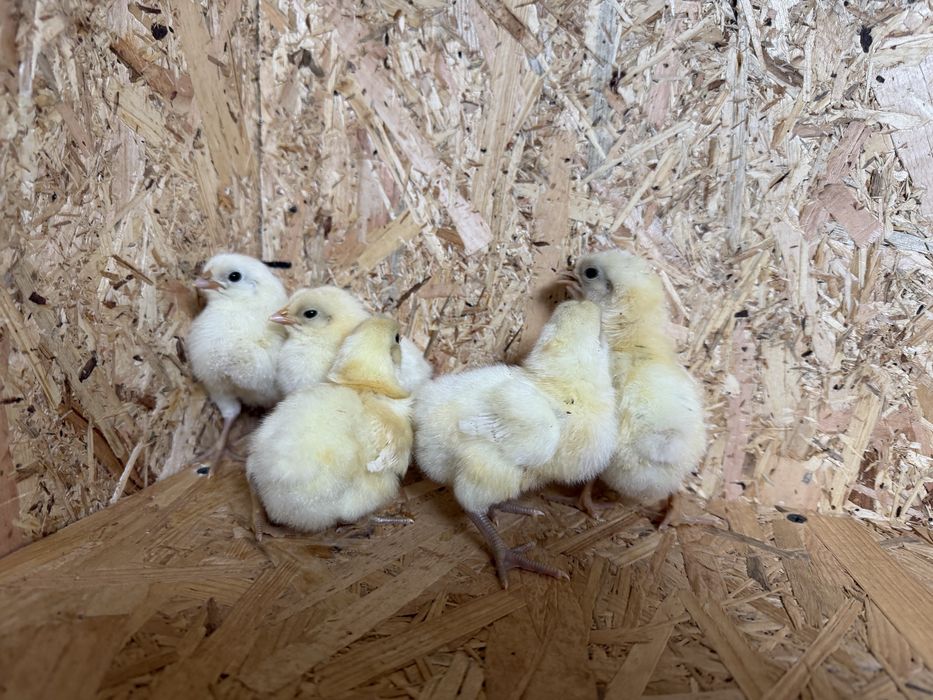 Pui La Bresse + Australorp