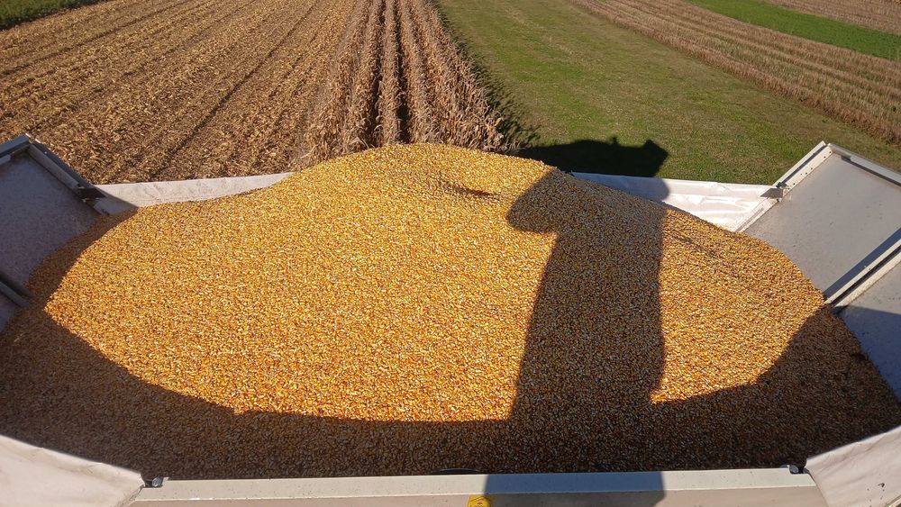 Vand porumb boabe (graunte )