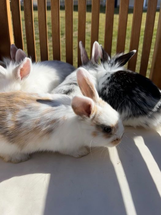 Iepurasi pitici cu ochi albastri