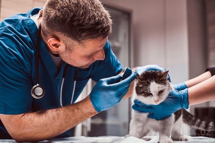 Veterinariya xizmati