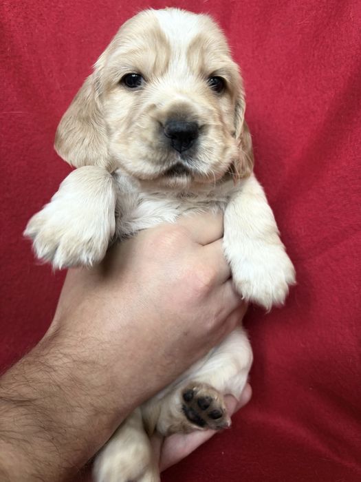 Щенки английского кокер-спаниеля