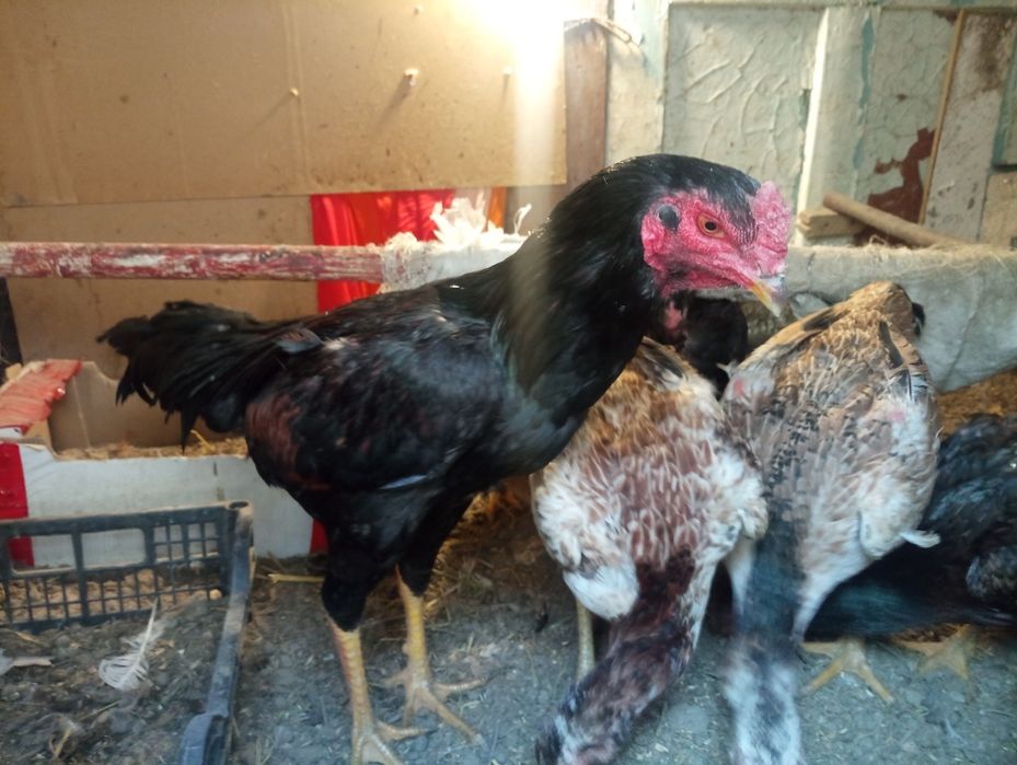 Тауық тауық тауық