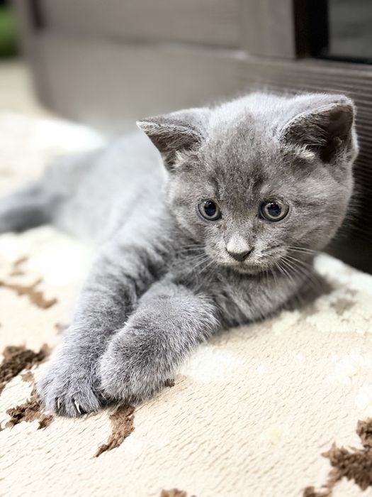 Отдам котенка. Девочка