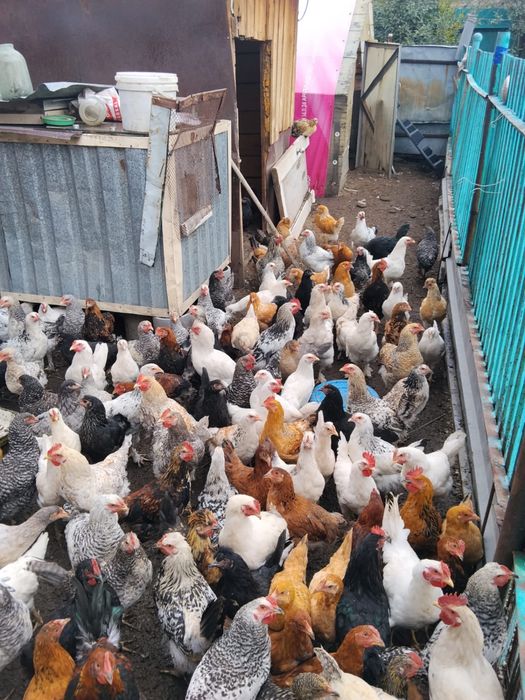 Продам кур несушек