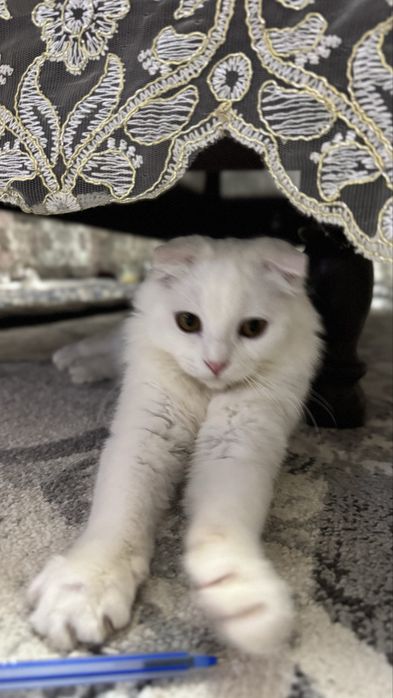 Шотландская вислоухая белая длиннашерстная