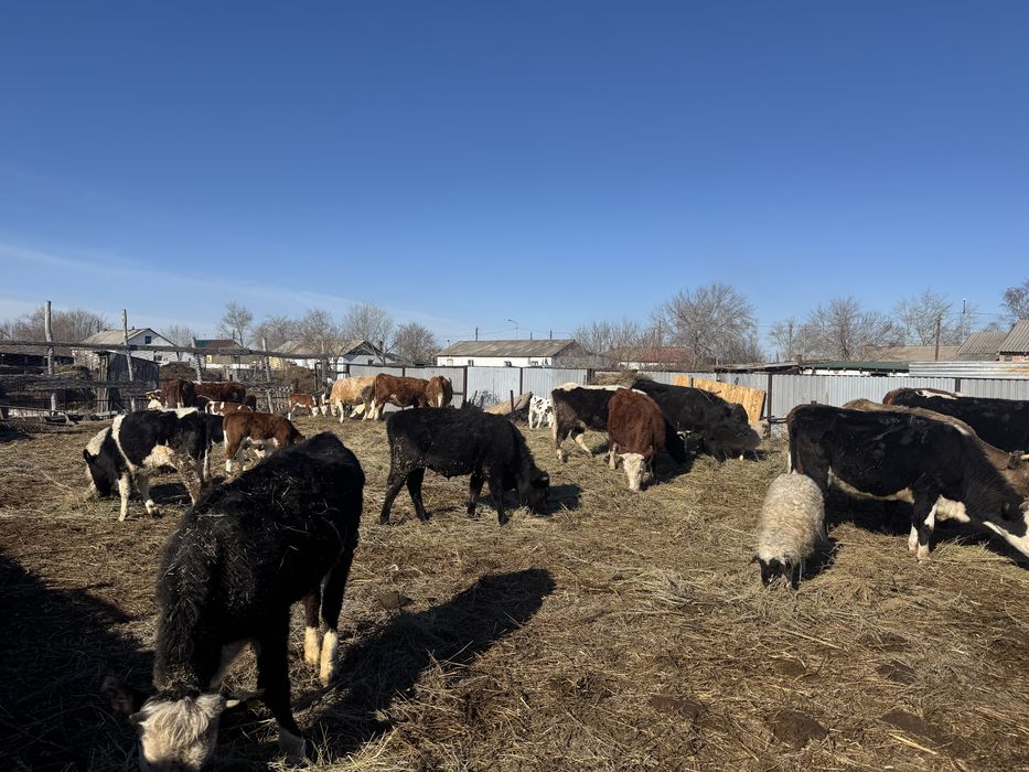 Продам коров с телятами