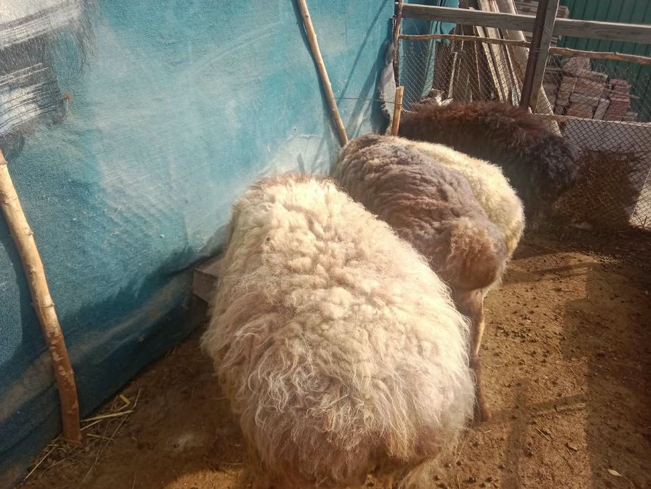 Продам баранов,молодые