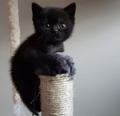 Шотландские малыши