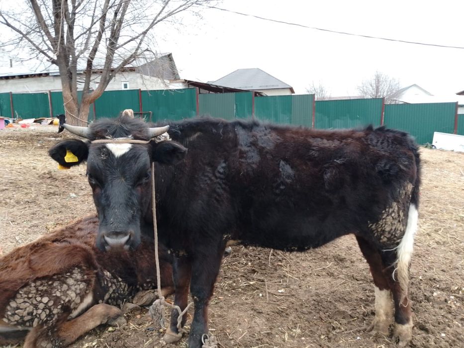 Алатау пародалы тана сатылады