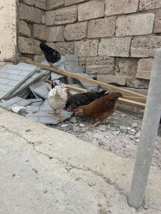 2айлык балапандар сатылады