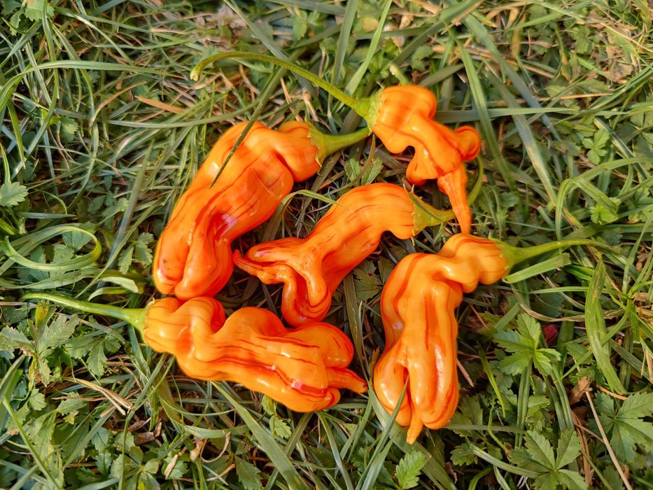 Seminte ardei iute Aji, habanero, carolina, sugar rush etc.