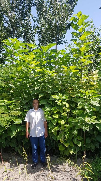 Декоративные растения