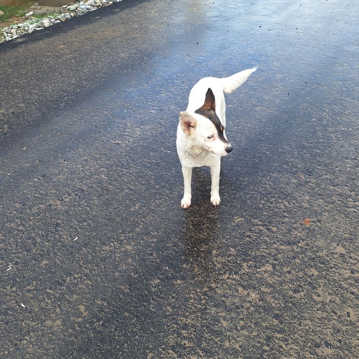 1,5 жасар ұрғашы