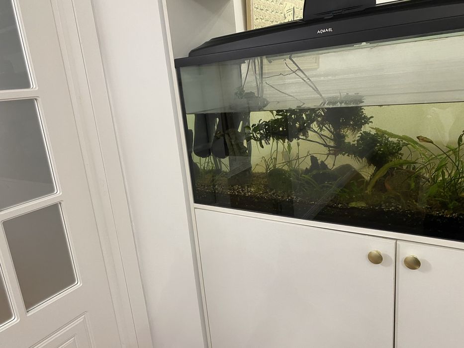 Аквариумистика.Аквариум Алматы.