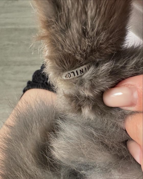 Отдаем кролика мини лопа