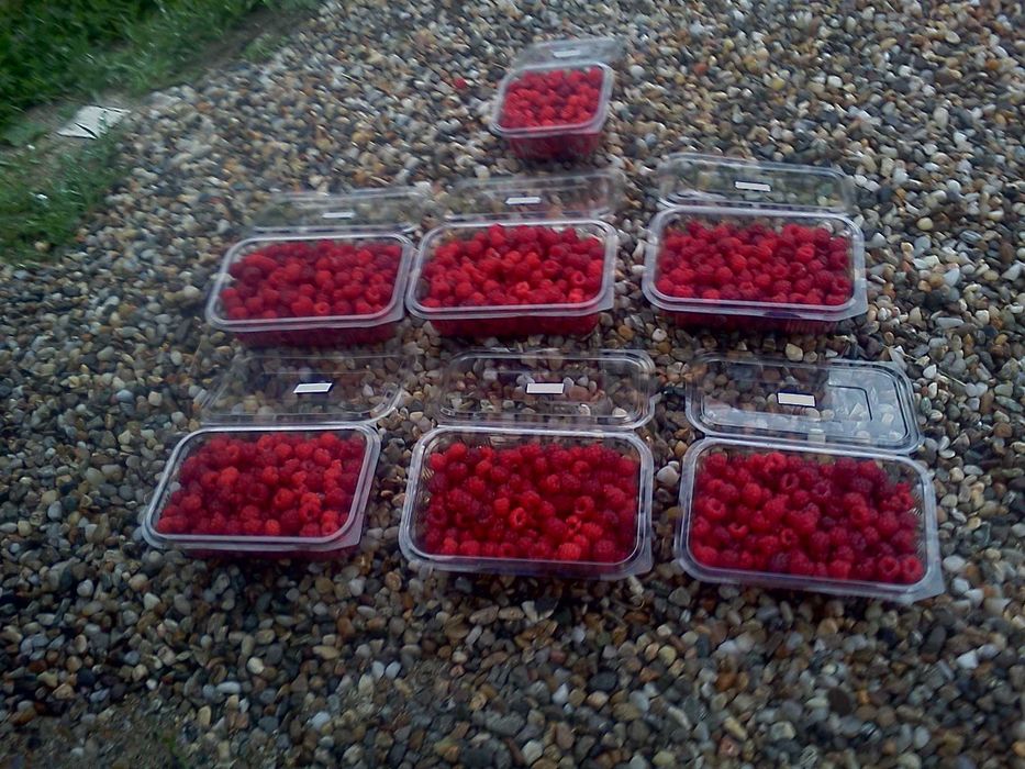 Drajoni de zmeura Cayuga, Willamette, Polana, Nuc, Mur, Coacaz, Aronia