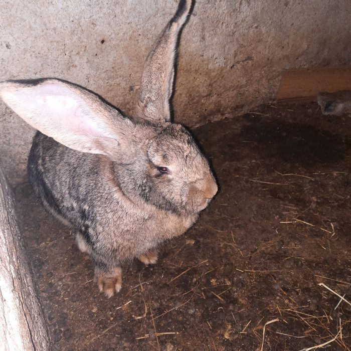 Iepuri uriaș german