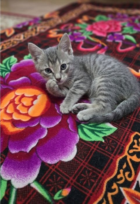 Бесплатно котята 3 мальчика