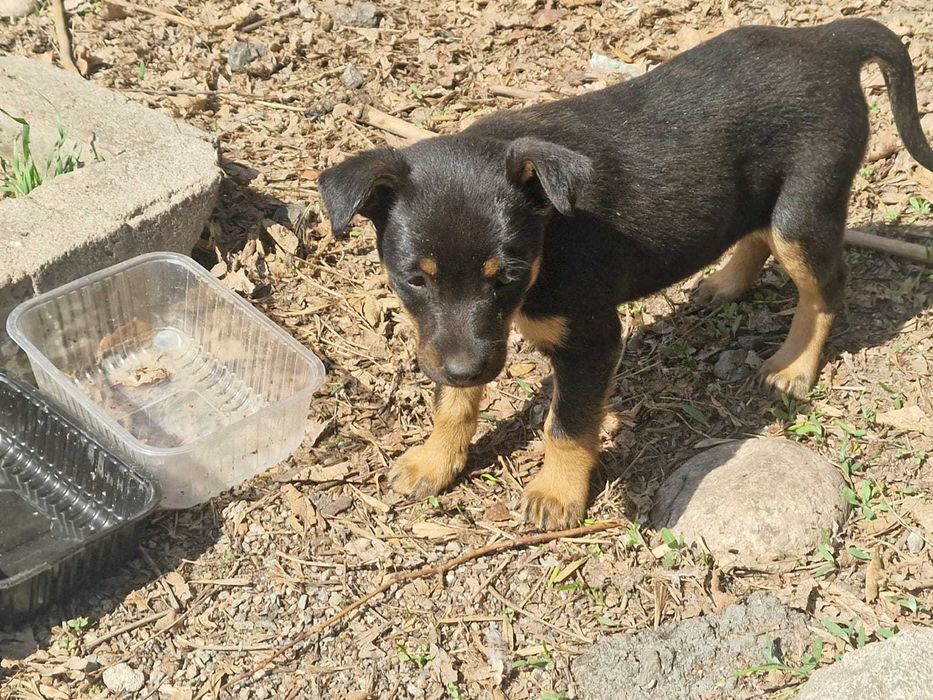 Отдам щенков в хорошие руки