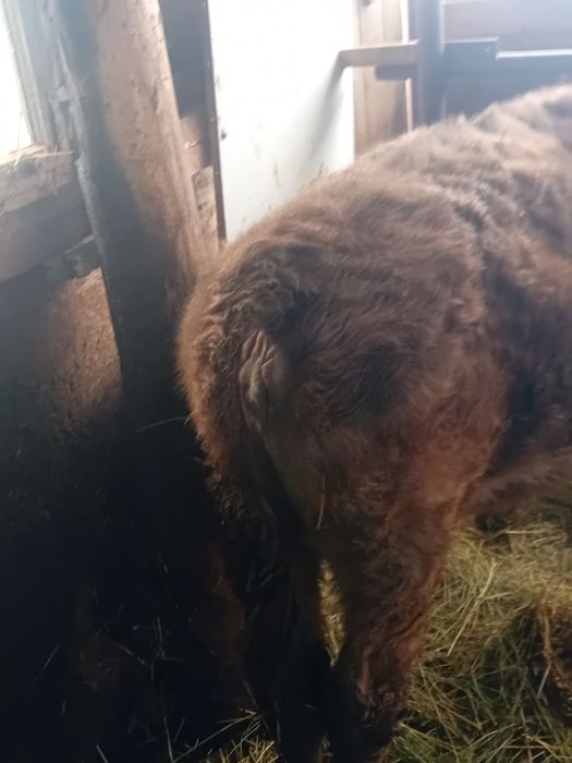 Vând vițea metis angus vârstă 5 luni jumate