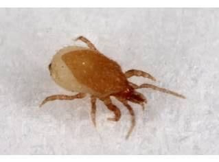 Хищный клещ гипоаспис