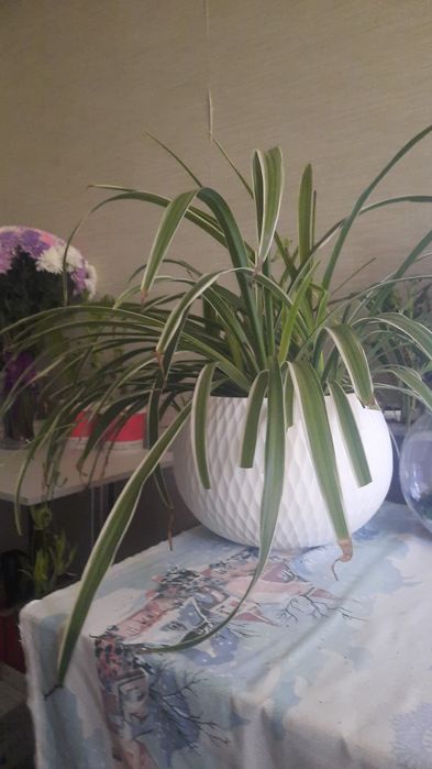 Хлорофитум очиститель воздуха..