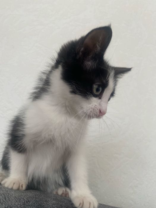 Отдам котенка в хорошие добрые руки