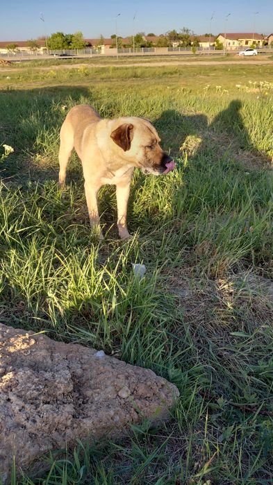 Dau spre adoptie metis kangal virsta 1.5 ani