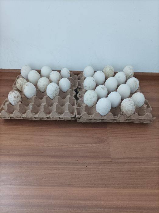 Гусиные яйца инкубационные