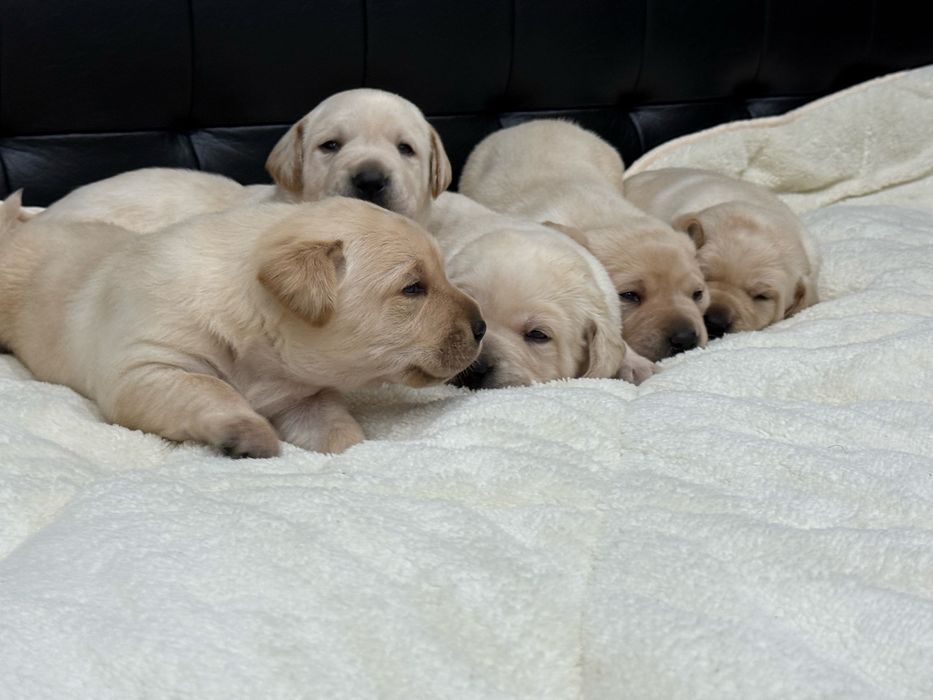 Чистокръвни Лабрадор Ретривар: