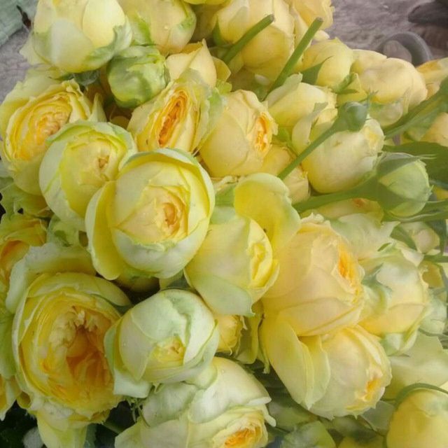 Issixona biznesi bo'yicha Atirgul ko'chatllari sotamiz