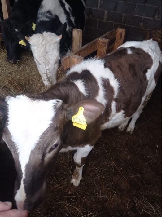 Продам срочно быков