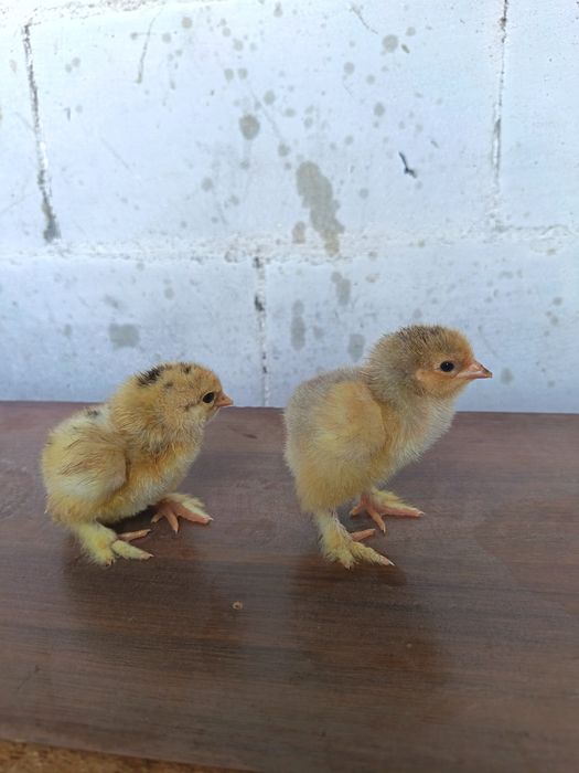 Продам цыплят брама