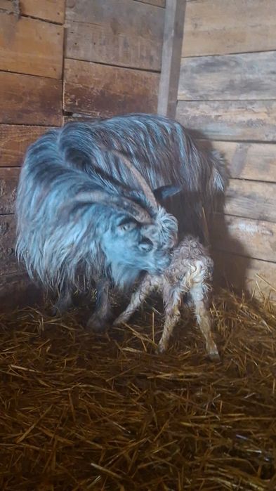 Capră carpatină cu ied(junică)