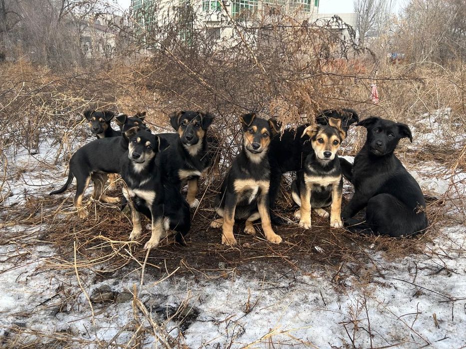 Отдам в добрые руки щенков