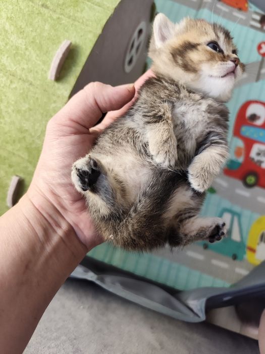 Бесподобные котята Манчкины