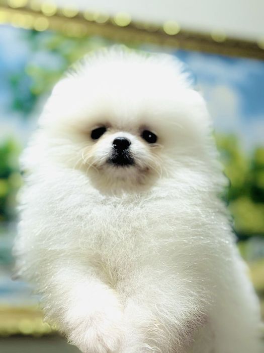 Шикарные щеночки мини шпица 100%