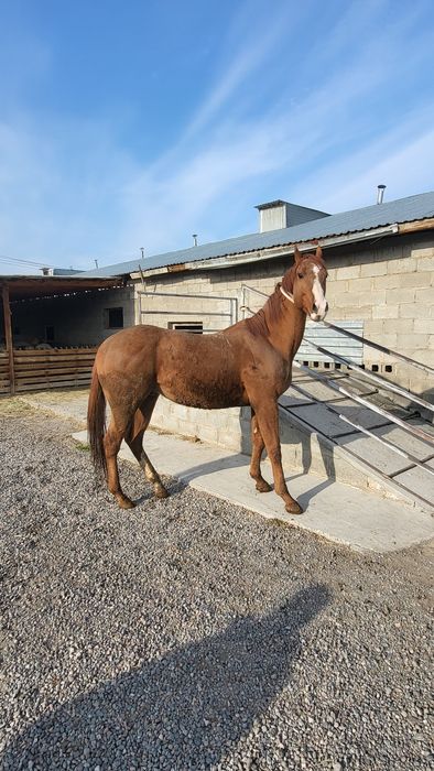 Продам Чистакровного Англичанин