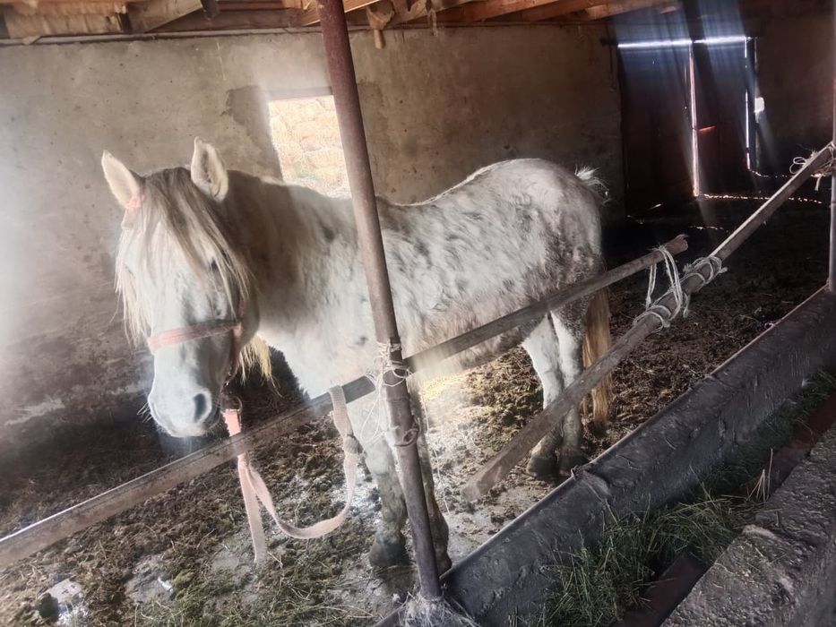 Айғыр жорға сатылады