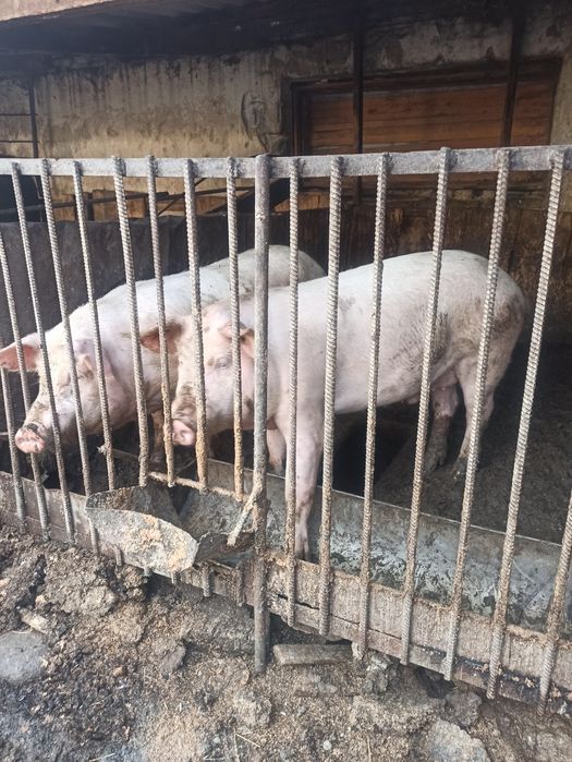 Продам мясо свинина