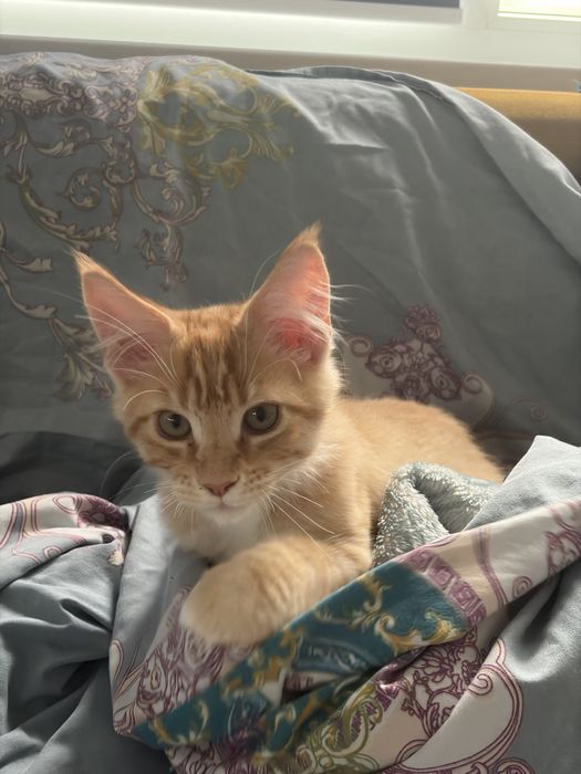Котенок Мейн-кун рыжий