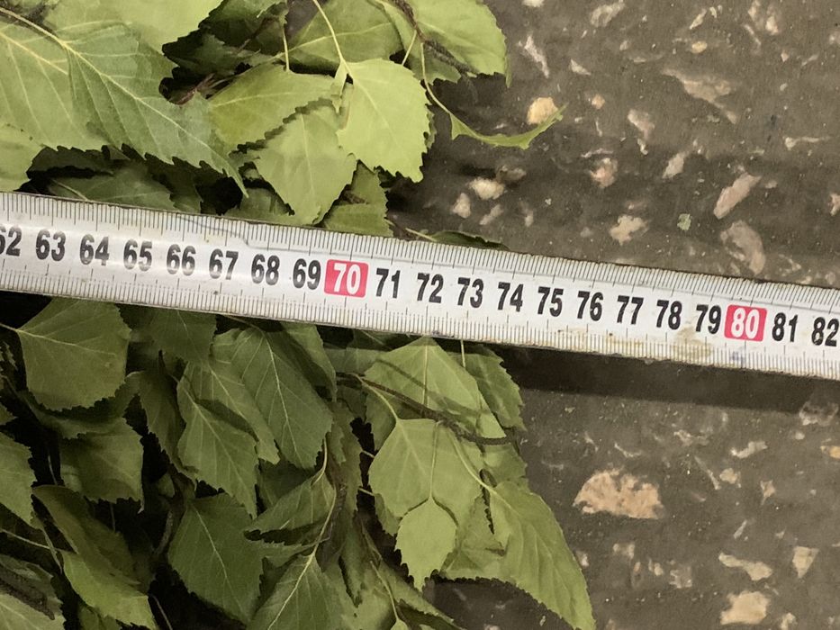 Веник Берёзовый банный