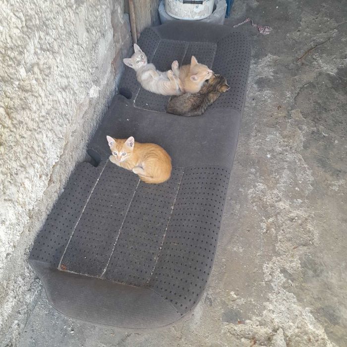 Подарявам котета